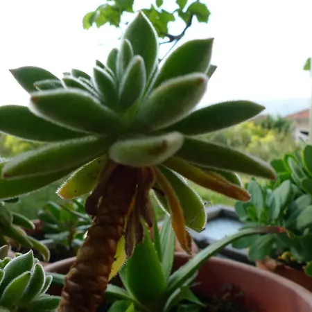 Tonka Apartamento Trogir