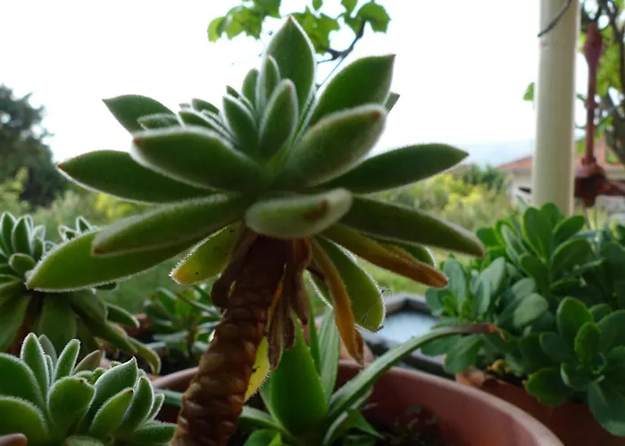 Tonka Apartment Trogir